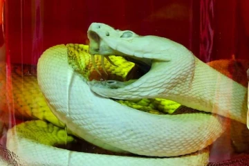 மதுபாட்டிலில்  கிடந்த செத்த பாம்பு..அதிர்ந்துபோன மது பிரியர்