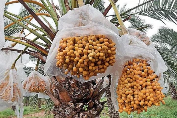 பழுக்காத பேரீச்சம்பழங்களை உண்ணுங்கள்