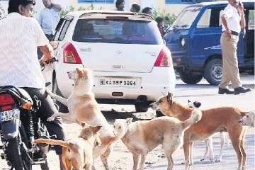 நாய்கடியால் ஏற்படும் உயிரிழப்பு - உலகளவில் இந்தியாதான் முதலிடம்!