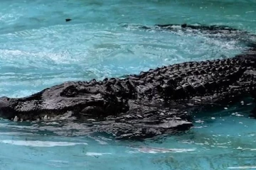 தனது 85 வது பிறந்தநாளை கொண்டாடிய முதலை; எங்கு தெரியுமா?