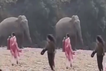 சுற்றுலா பயணிகளை துரத்தும் யானை: நடந்தது என்ன? வைரல் காணொளி