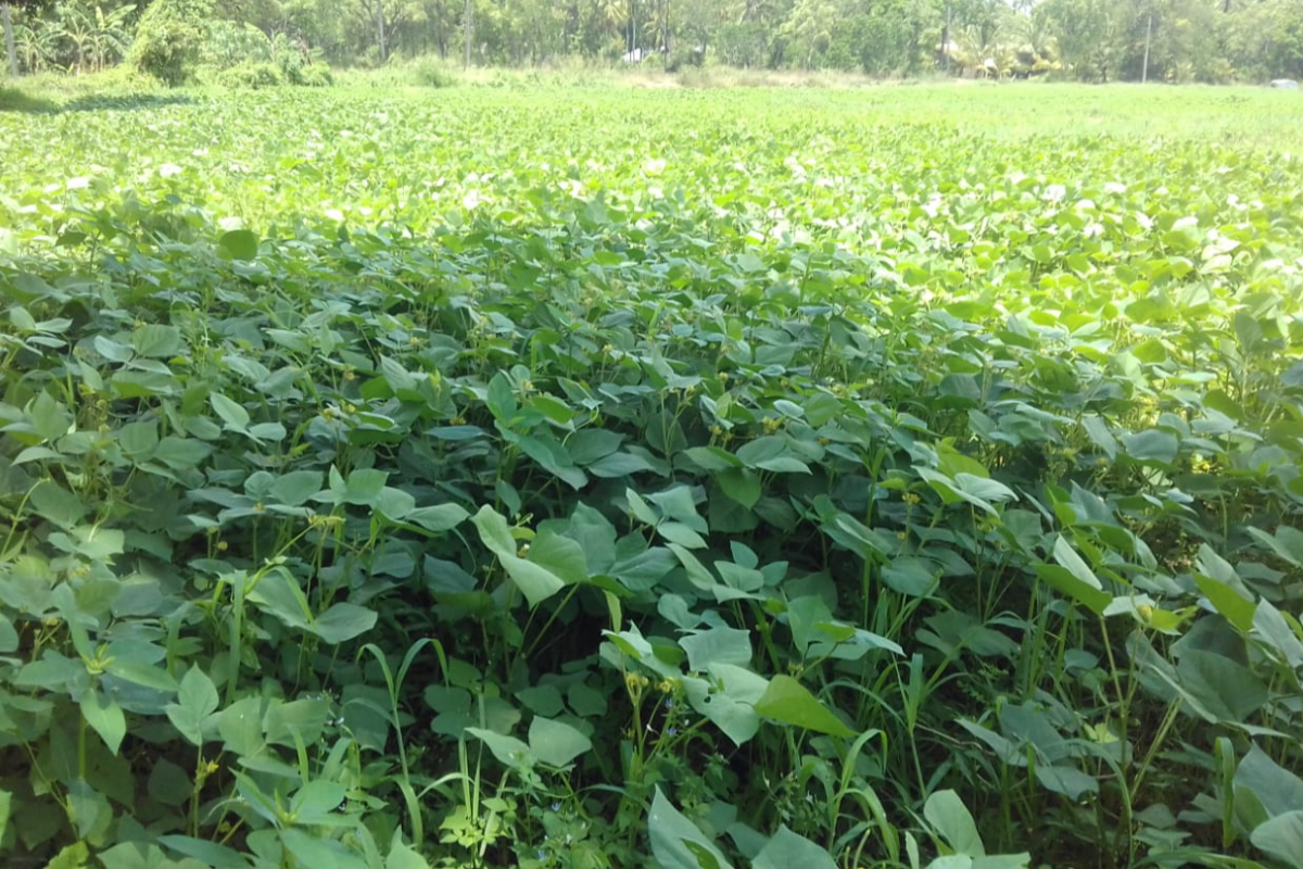 விவசாயிகளுக்கான பயிர்ச்செய்கை மானியம் 60,000 ரூபாயாக அதிகரிப்பு! | Government Raises Agri Subsidy Upto Rs 60000