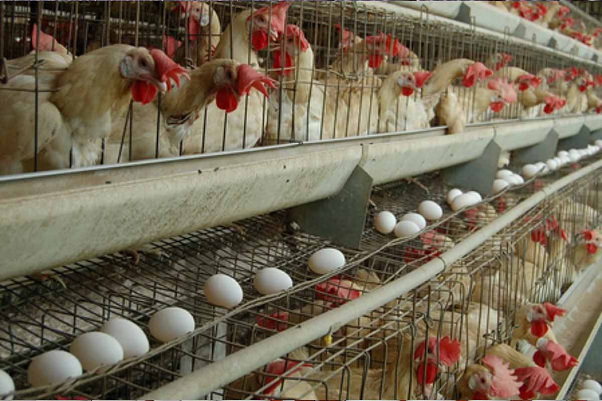 வரலாற்றிலேயே உச்சத்தை எட்டிய முட்டையின் விலை | Egg Price Increased In Namakkal