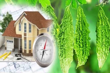 Vastu Tips: தவறுதலாக கூட இந்த கொடியை வீட்டில் நடாதீர்கள்... ஏன்னு தெரியுமா?