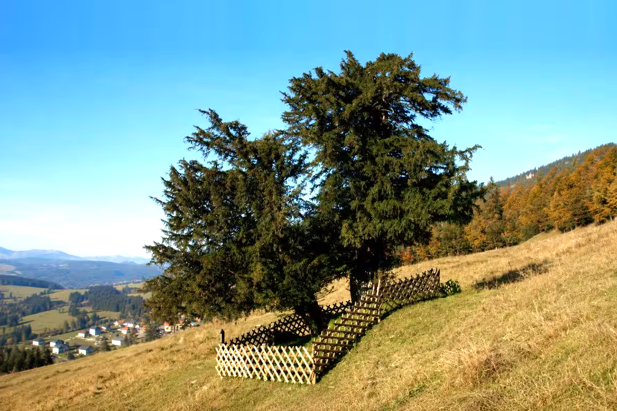 Germanys-1100-Year-Old-Yew-Tree-Found Germanys-1100-Year-Old-Yew-Tree-Found