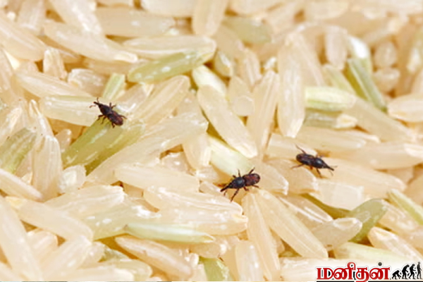 அரிசி, பருப்பில் வண்டுகள், பூச்சிகள் வரவே கூடாதா? இதை மட்டும் செய்தால் போதும் | How To Prodect Rice From Pests