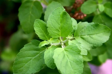 துளசியை யாரெல்லாம் சாப்பிடக்கூடாது தெரியுமா?