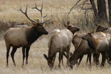 கனடாவில் அனுமதியின்றி வேட்டையாடிய நபருக்கு சிறைத்தண்டனை