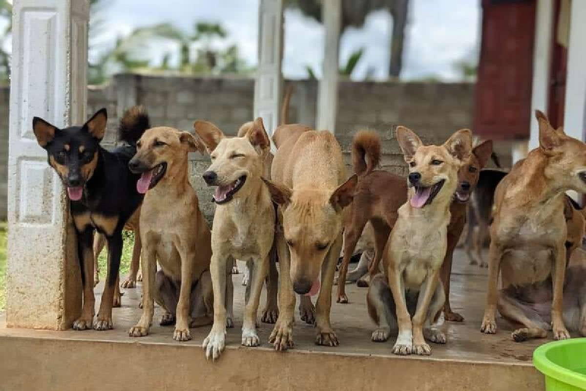 தென்னிலங்கையில் பெண்ணின் அடாவடித்தனம் - தலைதெறிக்க ஓடிய பொலிஸார் | Women Shocks A Police Team