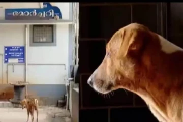 4 மாதங்களாக பிணவறை வாசலில் உரிமையாளர் வருவார் என காத்திருக்கும் நாய்! (வீடியோ )