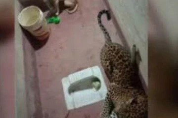 7 மணி நேர போராட்டத்திற்கு பிறகு சிறுத்தையிடம் இருந்து உயிர் தப்பிய நாய்