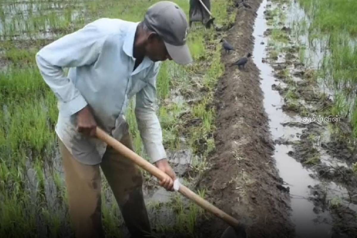 22,000 ஏக்கரில் நெற்செய்கை ஆரம்பம்: 12,000 விவசாயிகளுக்கான மேம்பாட்டு திட்டம் | Paddy Cultivation Begins On 22 000 Acres