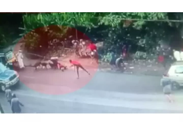 திடீரென பாய்ந்து இளம் பெண்ணை கடித்துக் குதறிய நாய்கள் - அதிர்ச்சி சம்பவம்