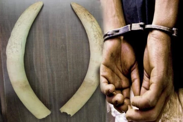 யானை தந்தங்களுடன்‌ சந்தேக நபர் கைது