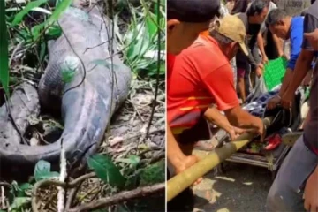 பெண்ணை விழுங்கிய மலைப்பாம்பு... புல்லரிக்க வைக்கும் அதிர்ச்சி காட்சி