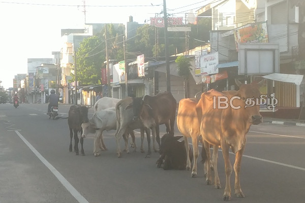 அம்பாறையில் போக்குவரத்துக்கு இடையூறாக காணப்படும் கட்டாக்காலி கால்நடைகள் | Sammanthurai Residents Face Cattle Issues