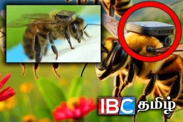 உளவாளியாகும் தேனீக்கள் : சீன விஞ்ஞானிகள் புது முயற்சி