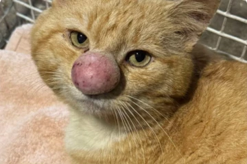 பலரையும் வியக்கவைத்த பெரிய மூக்கு பூனை பார்னி பப்பிள்