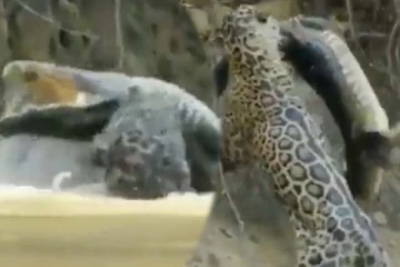 சிறுத்தையின் வாயில் சிக்கிய முதலை... துடிதுடித்து உயிரைவிடும் காட்சி