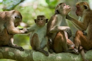 இலங்கையில் குரங்குகளினால் அழிக்கப்படும் உணவுப் பொருட்கள்!