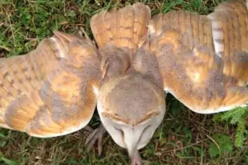 மனித முகத்துடன் ஆந்தை! அதிர்ஷ்டத்தை கொண்டு வருமாம்- அரியவகை உயிரினத்தால் பரபரப்பு