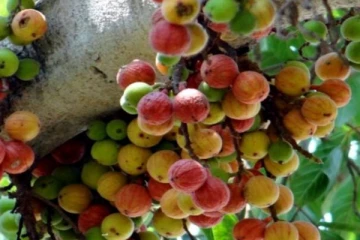 மனிதனின் வயிற்றில் வளர்ந்த அத்திமரம்! அதிர்ச்சியடைந்த ஆராய்ச்சியாளர்கள்