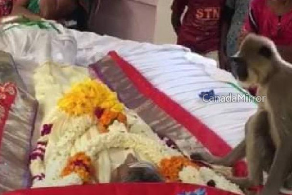 உயிரிழந்த நபருக்காக கண்ணீர் சிந்திய குரங்கு! இலங்கையில் மனதை உருகவைத்த சம்பவம் | Monkey Paid Tribute Deceased Person With Tears