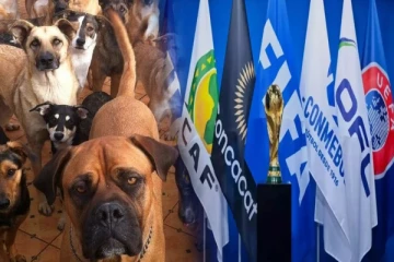 FIFA world cup; 30 லட்சம் நாய்களை கொல்ல திட்டம்!