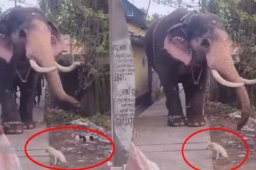 நாய்குட்டியை ஓரம் போக கூறிய யானை! தெனாவட்டாக நின்ற கொடுத்த சரியான பதிலடி