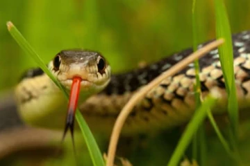 பாம்பினால் 16 ஆயிரம் பேர் மின்சாரம் இல்லாமல் அவதி