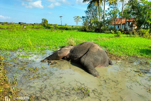இரக்கமற்றவர்களின் செயலால் உயிருக்கு போராடும் யானை | Elephant Shooting