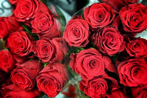 Ban on rose flowers - Govt action