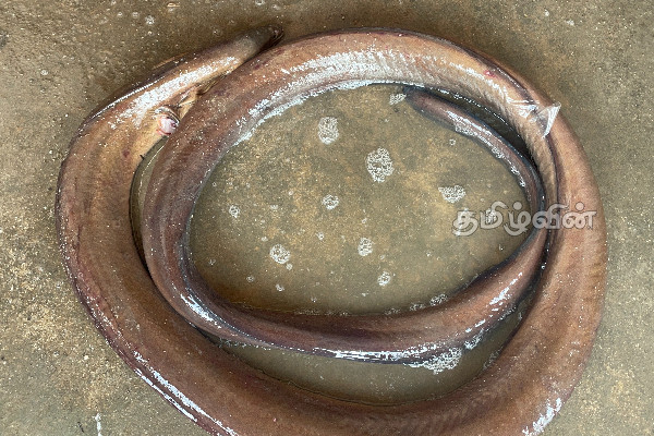 மன்னாரில் கடற்றொழிலாளர் வலையில் சிக்கிய அபூர்வ பாம்பு மீன் (Photos) | Rare Snake Fish In A Fisherman S Net In Mannar
