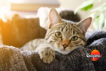 ලෝකෙම ඉන්න පූස් පිස්සොන්ට සුබ ආරංචියක්