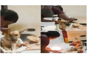 செல்லப்பிராணி நாய்க்கு வளைகாப்பு நடத்திய உரிமையாளர் - வைரலாகும் வீடியோ