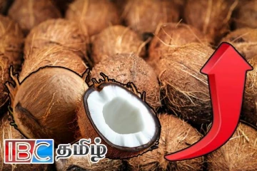 தேங்காய் விலையில் ஏற்பட்டுள்ள திடீர் மாற்றம்