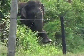 மின்வேலியில் கால் வைத்த காட்டு யானை! அடுத்த என்ன நடந்தது தெரியுமா?