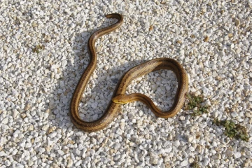 இளம் கன்று பயமறியாது அதற்காக இப்படியா......பாம்பை கடித்துக் கொன்ற குழந்தை !