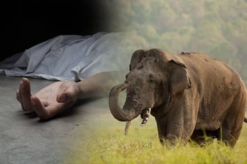 முல்லைத்தீவில் யானையின் தாக்குதலுக்கு இலக்காகி ஒருவர் பலி!