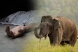முல்லைத்தீவில் யானையின் தாக்குதலுக்கு இலக்காகி ஒருவர் பலி!