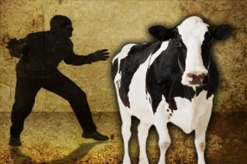 அதிகரித்துள்ள கறவை மாடுகள் திருட்டு - பால் தட்டுப்பாடு ஏற்படும் அபாயம்