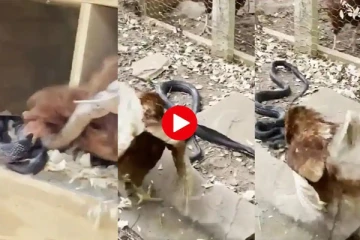 கொடிய விஷப்பாம்புடன் சண்டையிட்ட கோழி: இறுதியில் என்ன நடந்தது தெரியுமா?