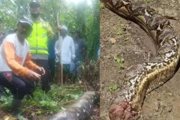 காணாமல் போன பெண்..முழுதாக விழுங்கிய மலைப்பாம்பு..வயிற்றை கிழித்து மீட்பு