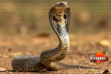 අම්මෝ පාර්ලිමේන්තුවට නයි පැනලා කතානායකගේ කාමරේත් නයි