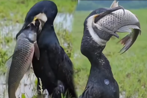 Viral Video: ராட்சத மீனை விழுங்க முடியாமல் திணறிய பறவை... கடைசியில் என்ன நடந்தது தெரியுமா? | Bird Hunt Fish And Swallow Bad Situation