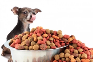 நாய் உணவை சாப்பிடுபவர்களுக்கு 5 லட்சம் ...இங்கிலாந்து நிறுவனம் அறிவிப்பு