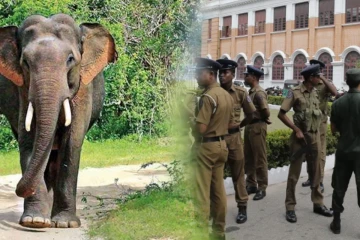 திருகோணமலையில் யானை தாக்குதலுக்கு இலக்காகி ஒருவர் உயிரிழப்பு