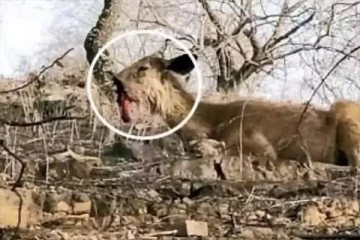 விபரீதத்தில் சிக்கிய பாகிஸ்தான் எல்லையை தாண்டிய இந்திய “மான்”