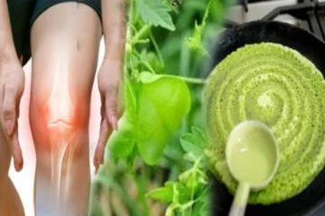 மூட்டு வலிக்கு முடிவு கட்டும் முடக்கத்தான் கீரை தோசை... எப்படி செய்வது?