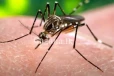 ඩෙංගු පාලනය කිරීමට මහජනතාවගේ සහයෝගය පතයි...